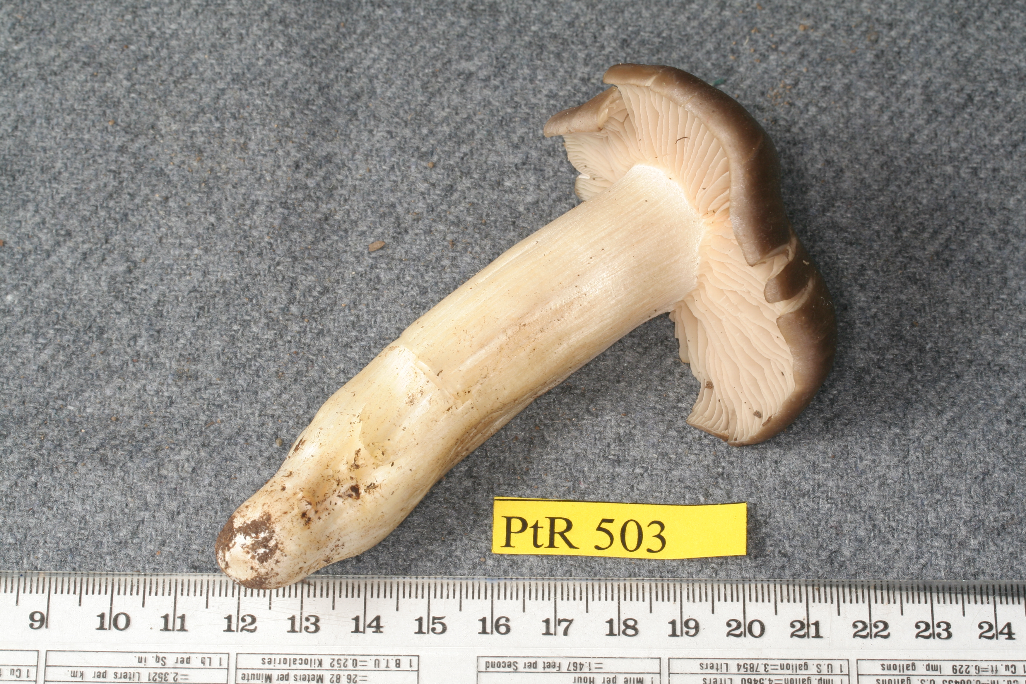 Inocybe praetervisa thumbnail
