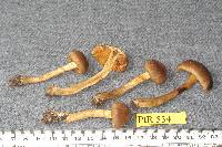 Cortinarius sommerfeltii image