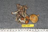 Image Associated With the Occurrence