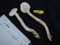 Hygrophorus sitchensis image