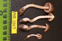 Inocybe catalaunica image