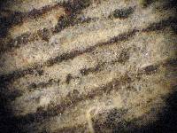 Leptosporomyces septentrionalis image