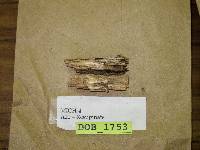 Hyphodontia rimosissima image