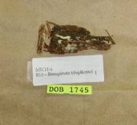 Tubulicrinis subulatus image