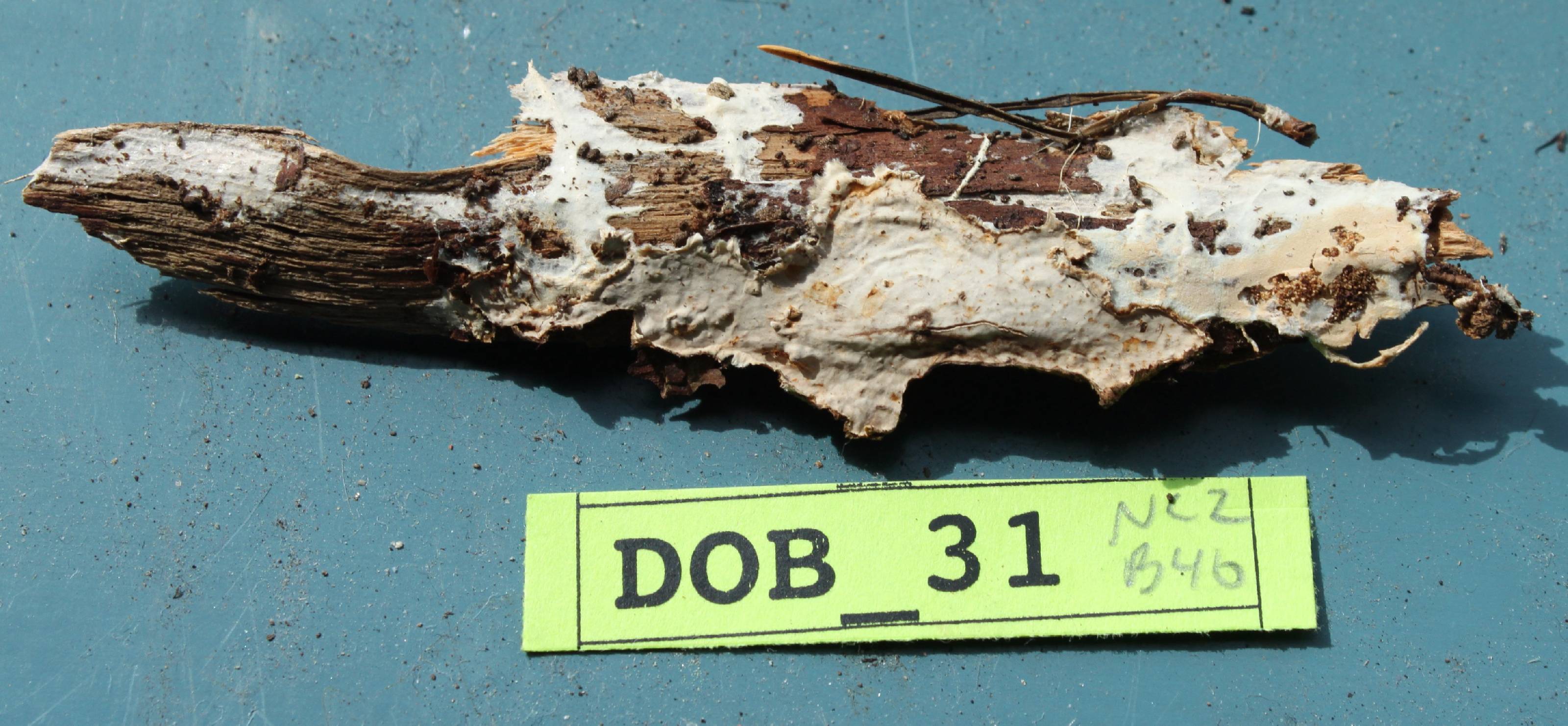 Ramaricium