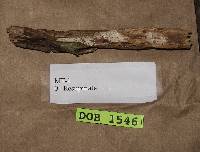 Tubulicrinis subulatus image