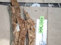 Tubulicrinis subulatus image