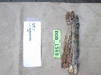 Tubulicrinis subulatus image