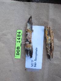 Piloderma byssinum image