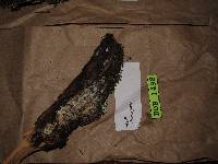 Hyphodontia aspera image