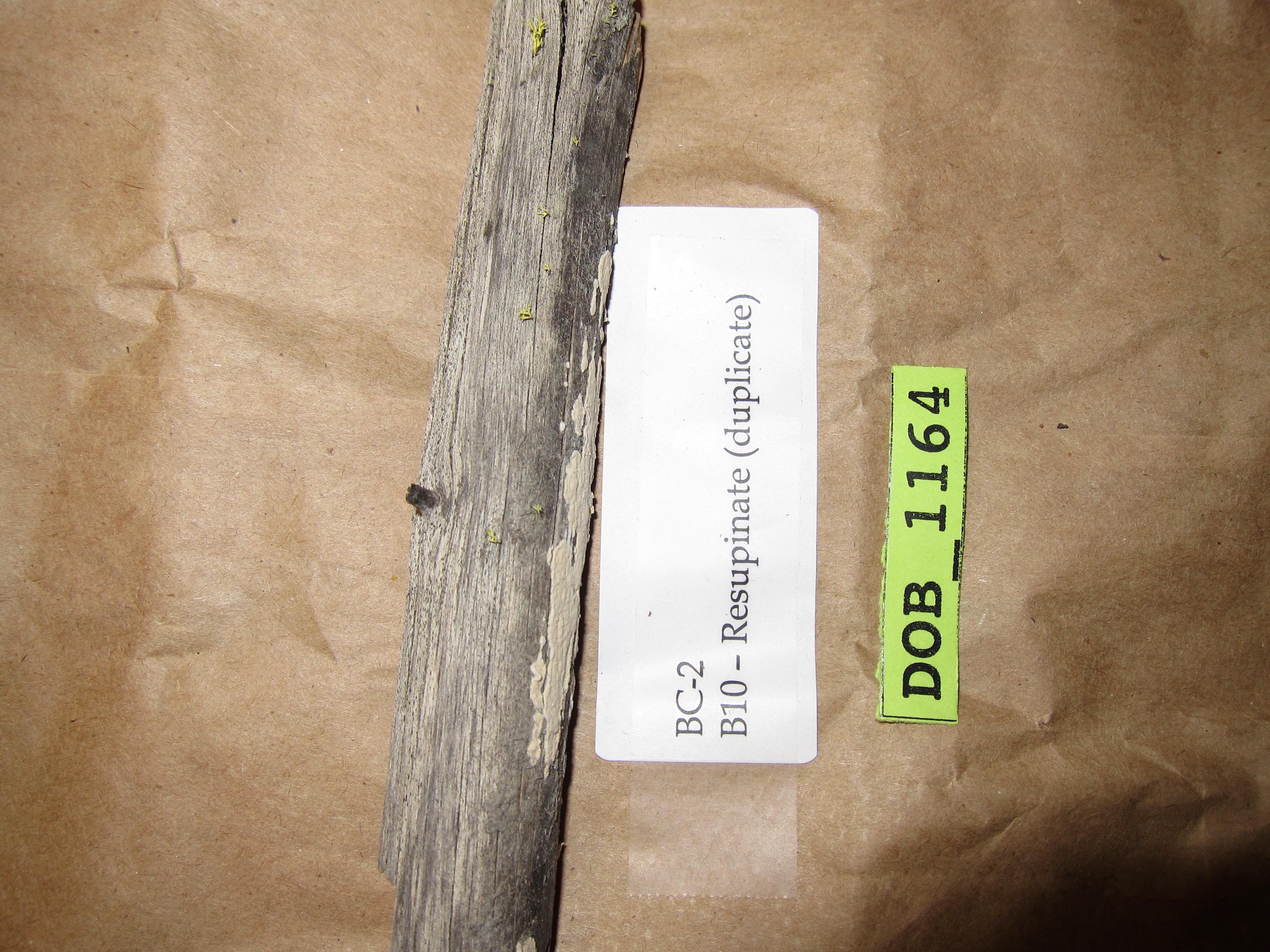 Chaetoderma luna