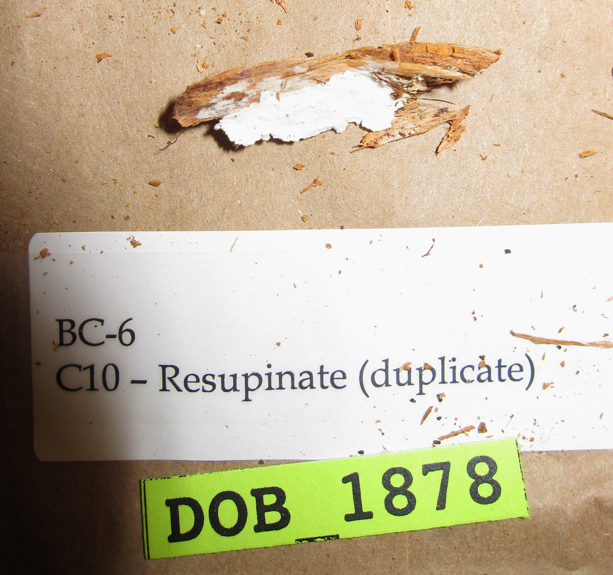 Postia sericeomollis thumbnail