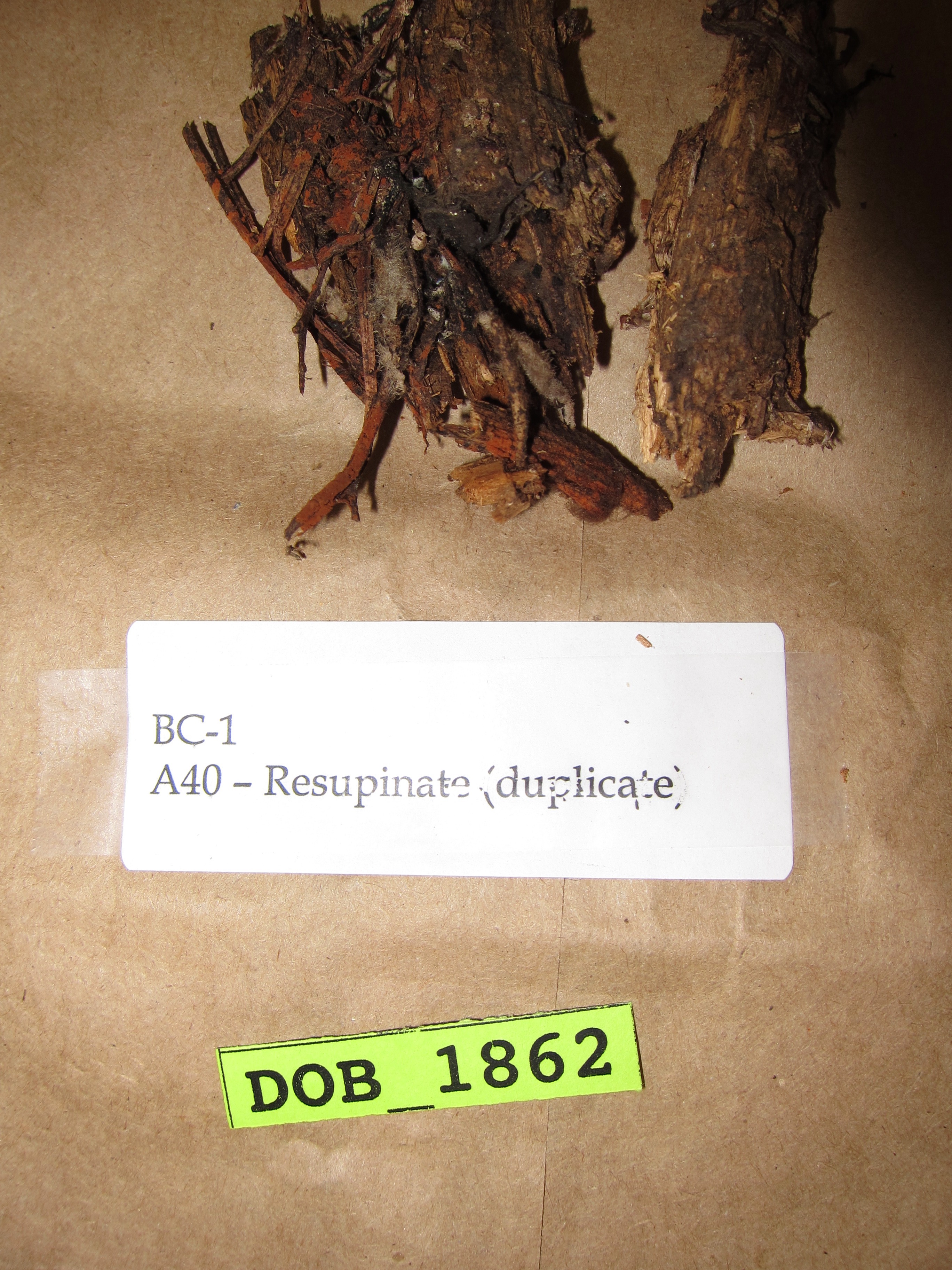 Pseudotomentella
