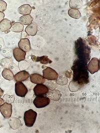 Coprinellus angulatus image