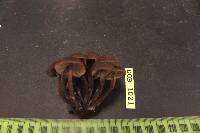 Lyophyllum anthracophilum image