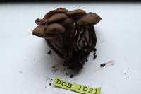 Lyophyllum anthracophilum image