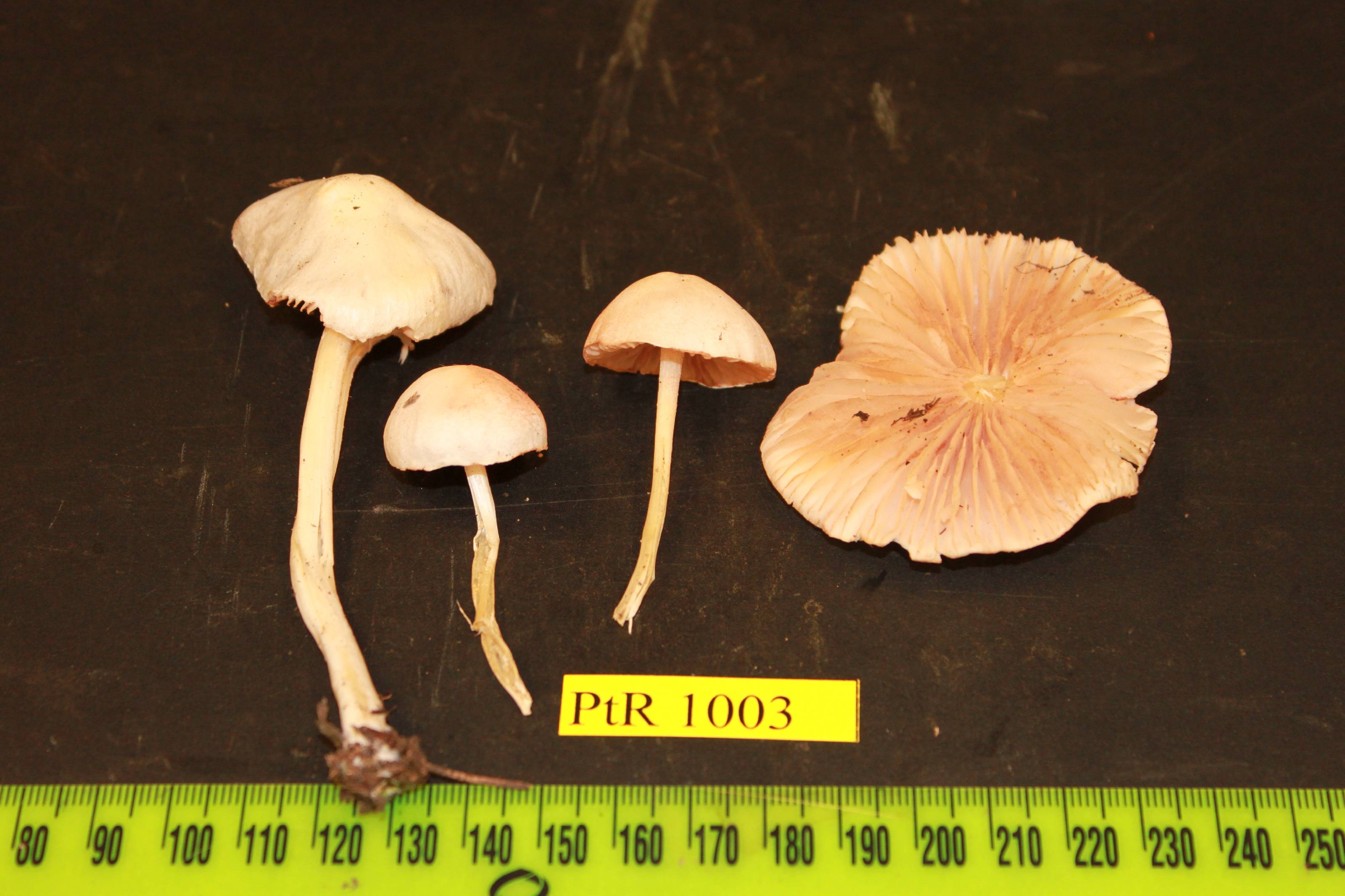 Alboleptonia