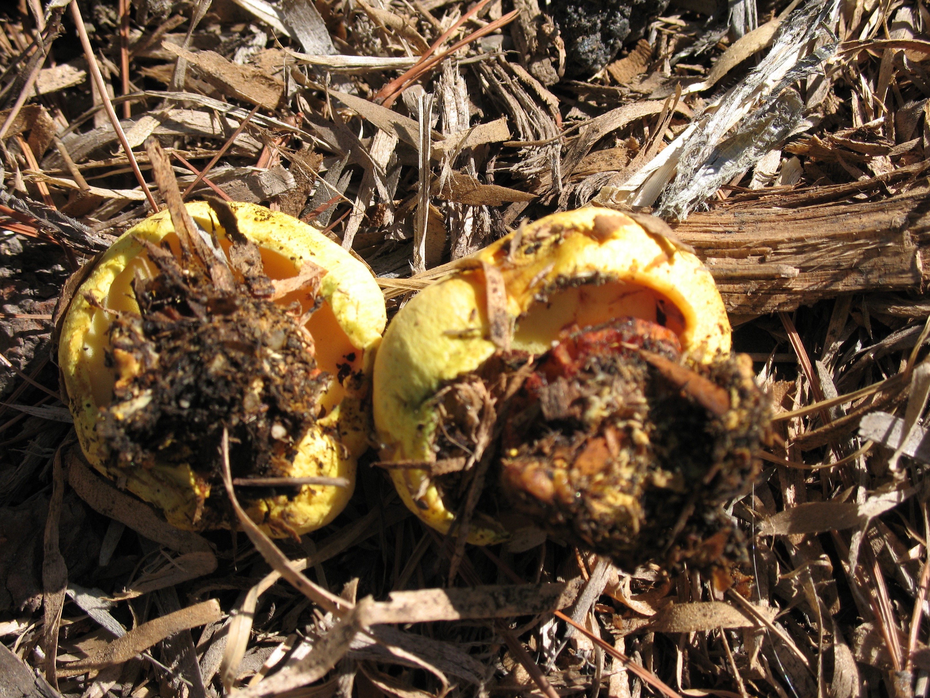 Buchwaldoboletus sphaerocephalus thumbnail