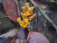 Craterellus aureus image