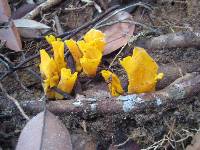 Craterellus aureus image