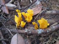 Craterellus aureus image