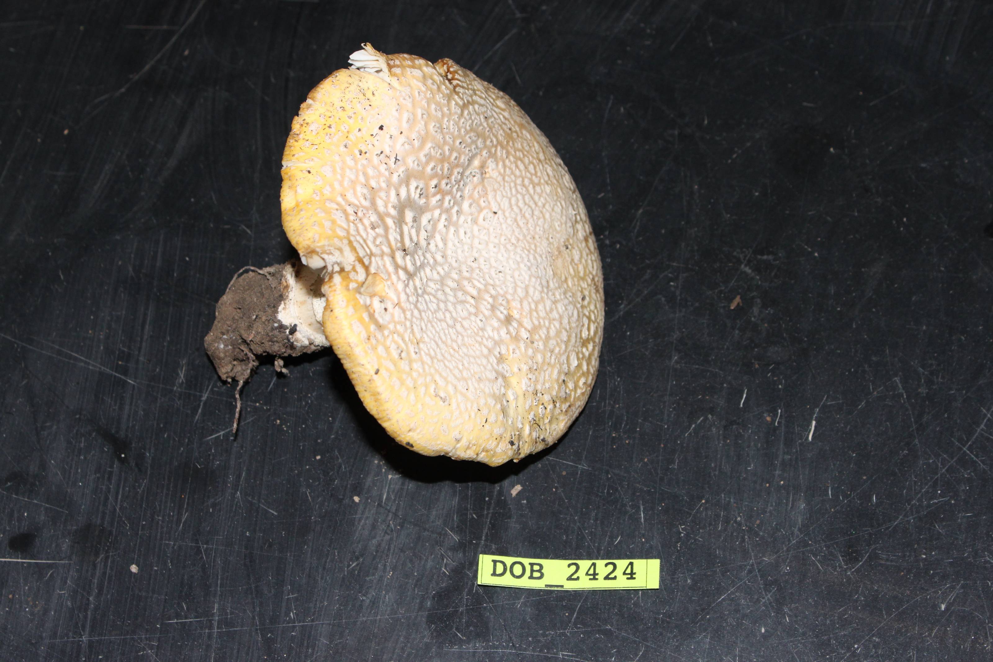 Amanita aprica thumbnail