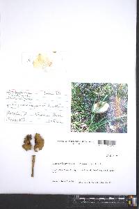 Amanita brunnescens image