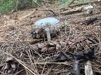 Amanita amerivirosa image