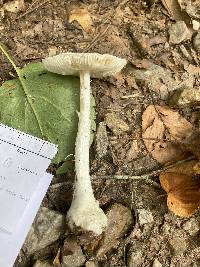 Amanita amerivirosa image