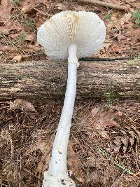 Amanita amerivirosa image