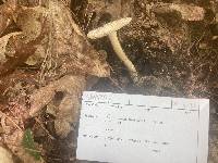 Amanita canadensis image