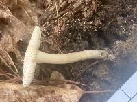 Media resource of Amanita canadensis