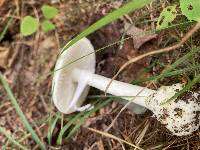 Amanita amerivirosa image