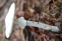 Amanita amerivirosa image