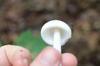 Amanita amerivirosa image