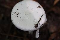 Amanita amerivirosa image