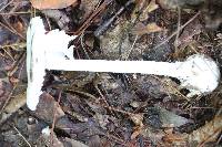 Amanita amerivirosa image