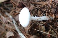 Amanita amerivirosa image