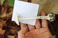 Amanita amerivirosa image