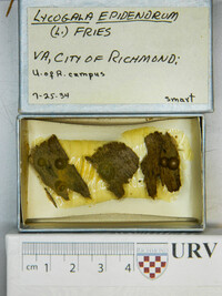 Lycogala epidendrum image