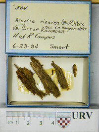 Arcyria cinerea (d3) image