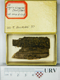 Arcyria cinerea (d3) image