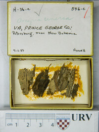 Arcyria cinerea (d3) image