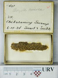 Arcyria cinerea (d3) image