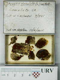 Arcyria denudata image