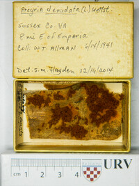Arcyria denudata image
