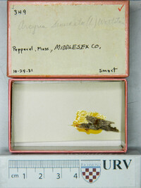 Arcyria denudata image