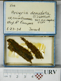 Arcyria denudata image