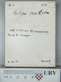 Fuligo septica image
