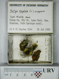 Fuligo septica image